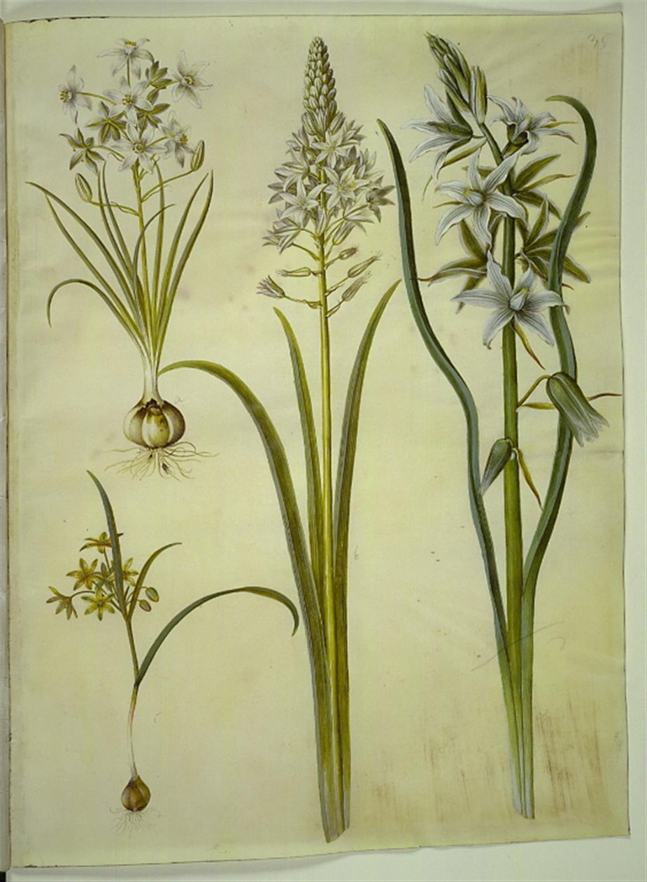 Ornithogalum umbellatum (ダイエット鳥のミルク); Ornithogalum pyramidale (ピラミッド鳥のミルク); Gagea lutea (共通の金星); Ornithogalum nutans (うなずく鳥のミルク) 作： ハンス・サイモン・ホルツベッカー