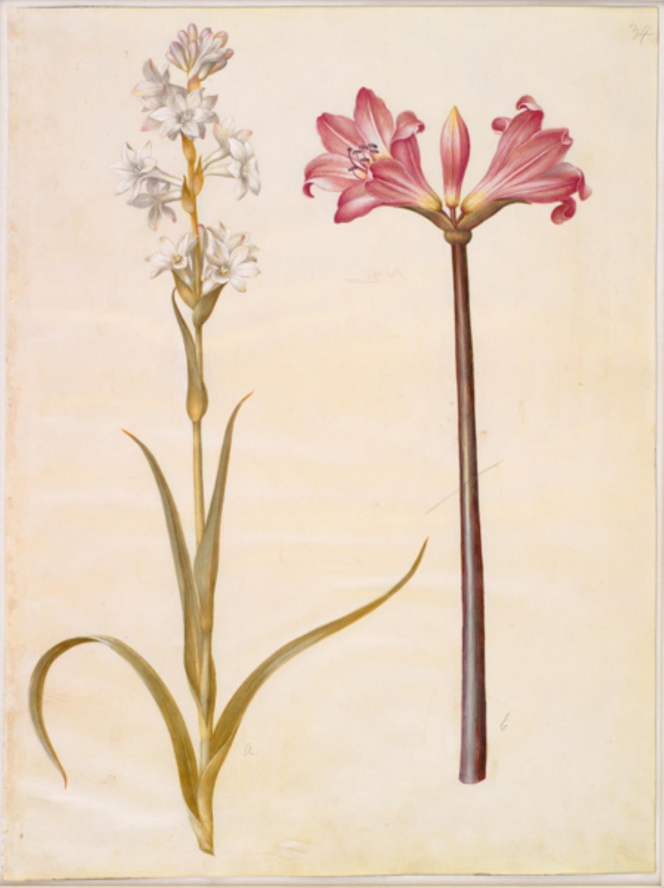 Polianthes tuberosa (チューベローズ); アマリリスベラドンナ（ベラドンナリジェ） 作： ハンス・サイモン・ホルツベッカー