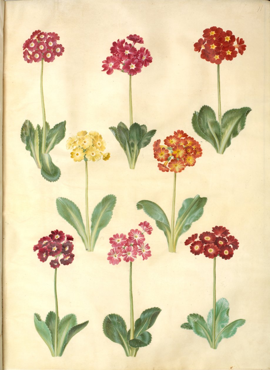 Primula ×pubescens (have-aurikel) 作： ハンス・サイモン・ホルツベッカー