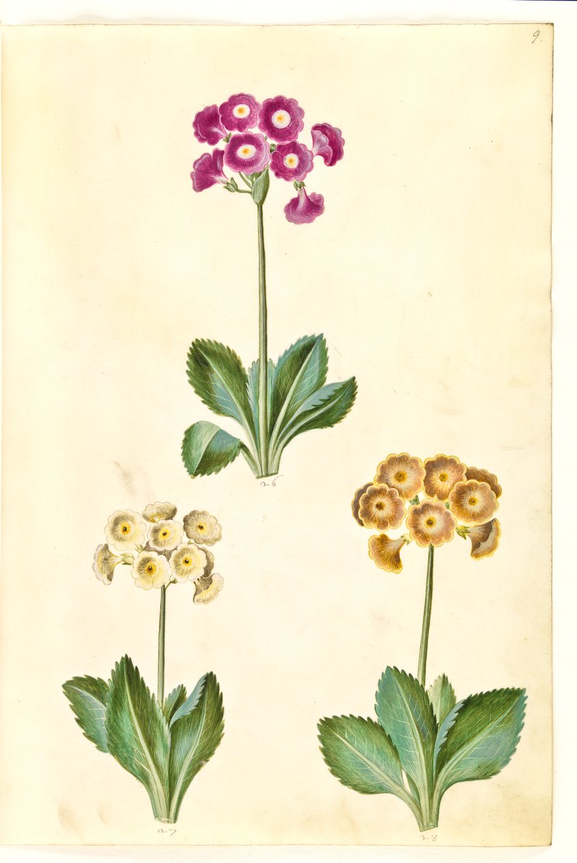 Primula ×pubescens (have-aurikel) 作： ハンス・サイモン・ホルツベッカー