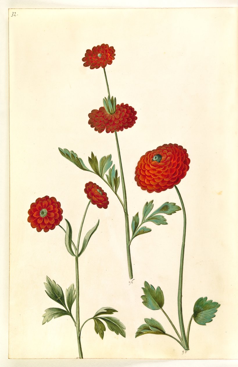Ranunculus asiatica (have-ranunkel) 作： ハンス・サイモン・ホルツベッカー