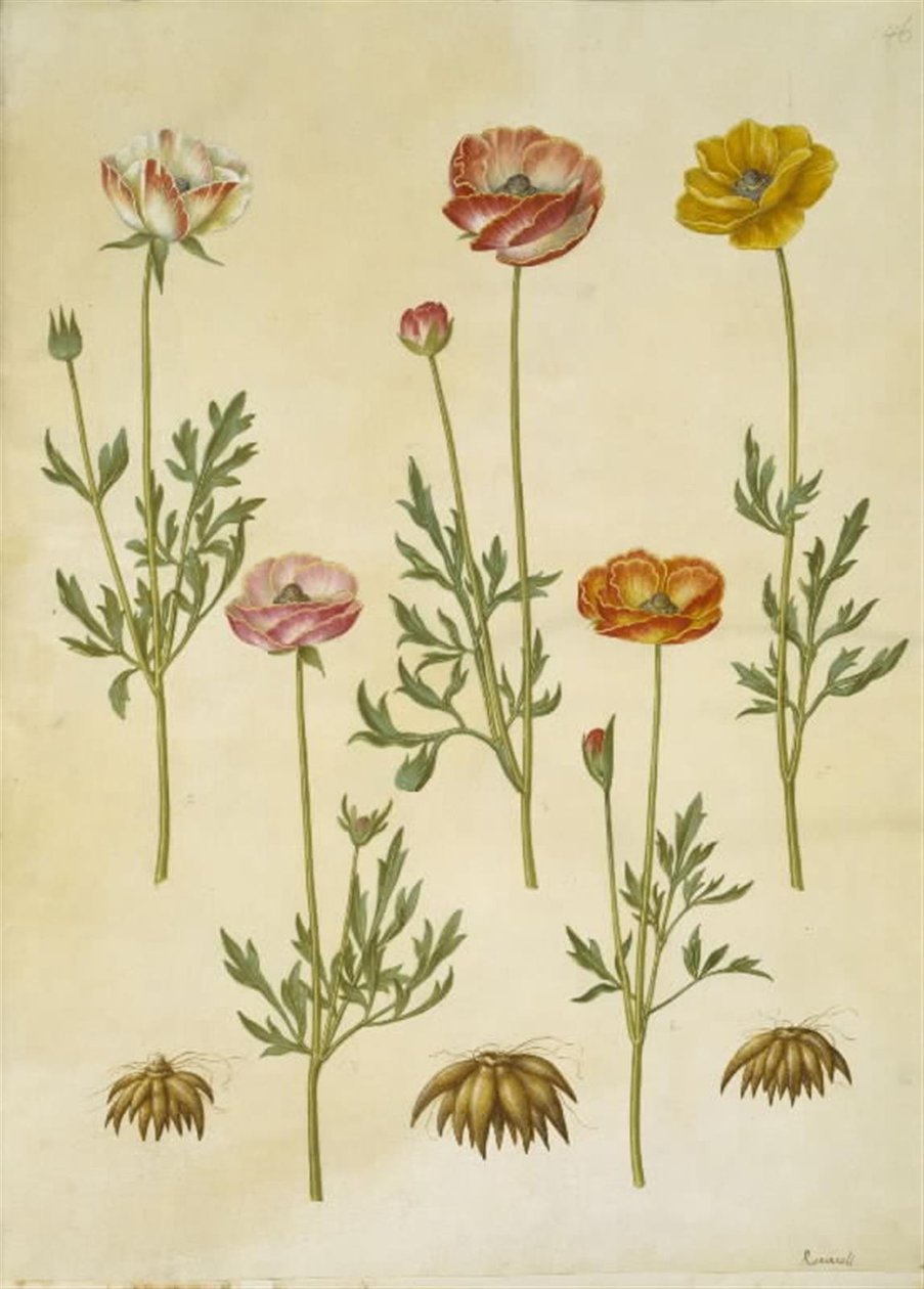 Ranunculus asiatica (have-ranunkel) 作： ハンス・サイモン・ホルツベッカー