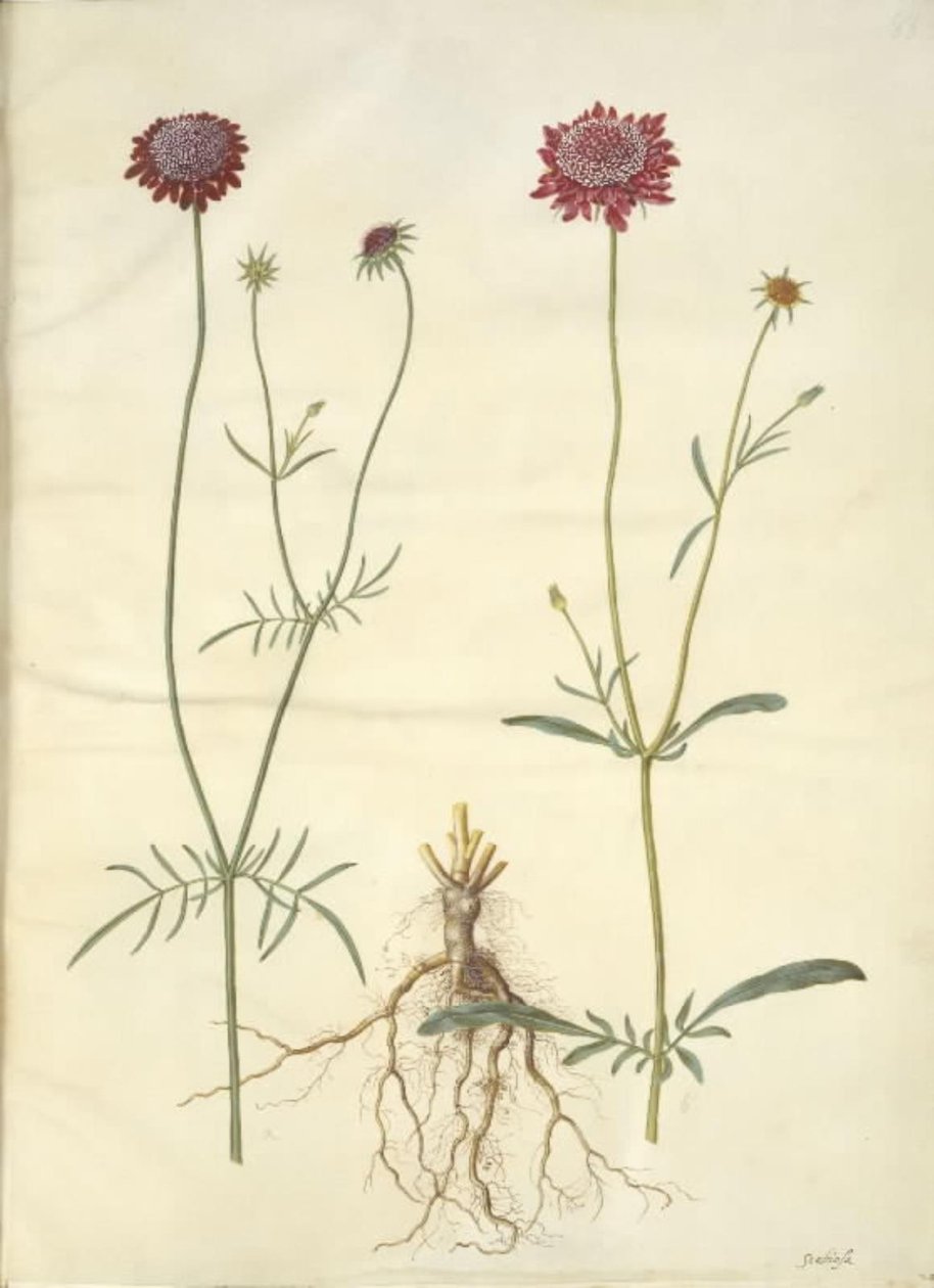 Scabiosa atropurpurea (enkeblomst) 作： ハンス・サイモン・ホルツベッカー