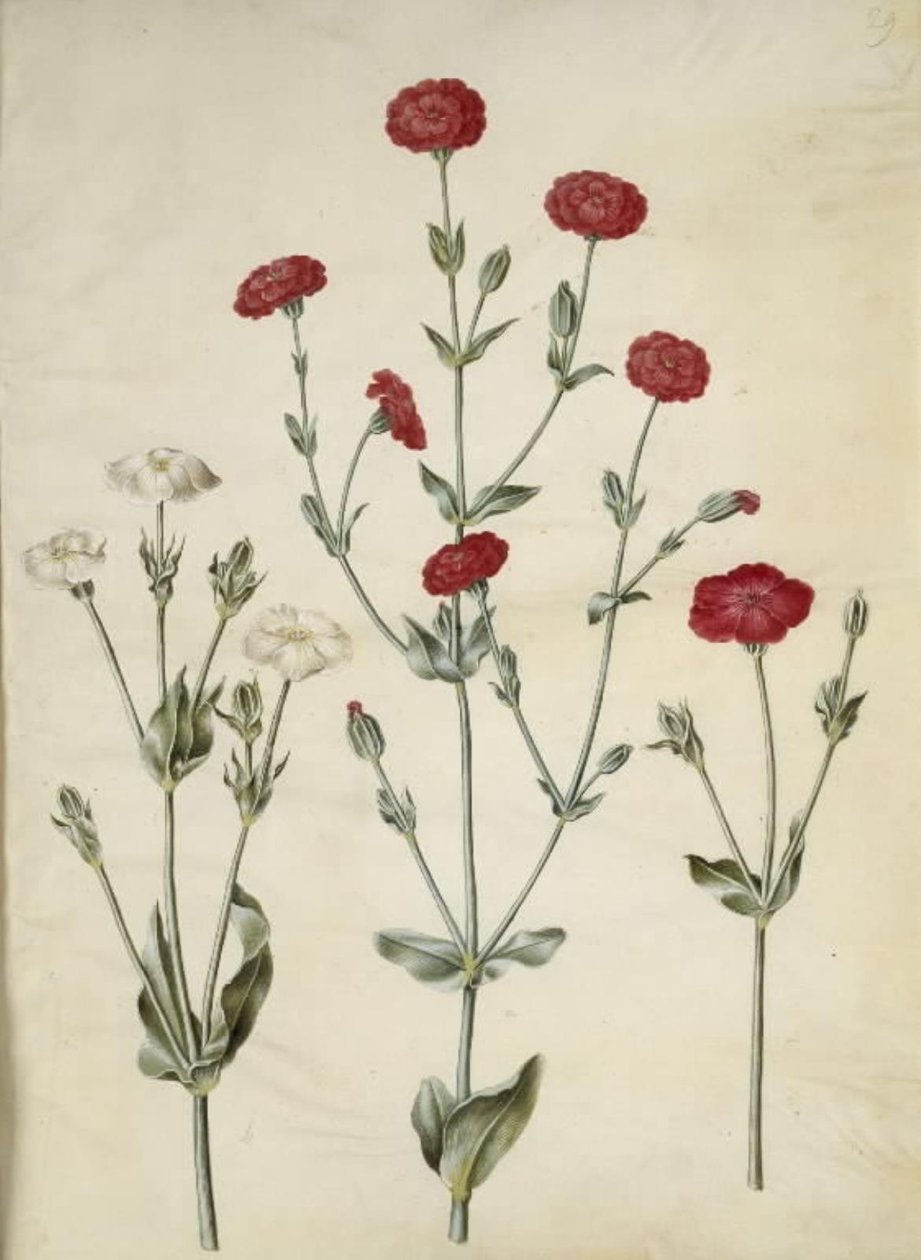 Silene Coronaria（クラウンウニ） 作： ハンス・サイモン・ホルツベッカー