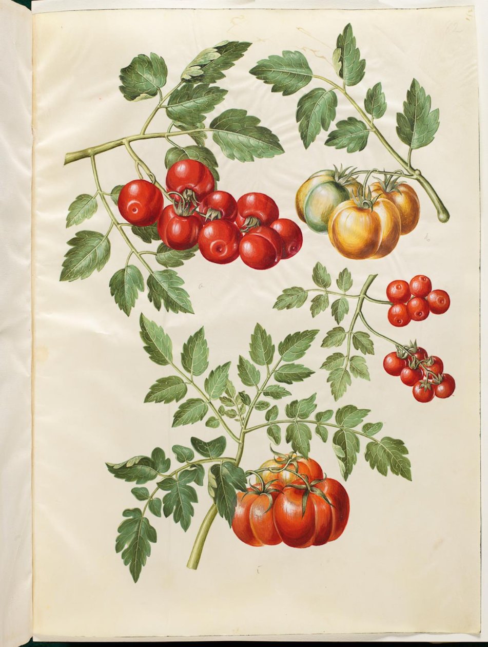 Solanum lycopersicum L. (almindelig トマト) 作： ハンス・サイモン・ホルツベッカー