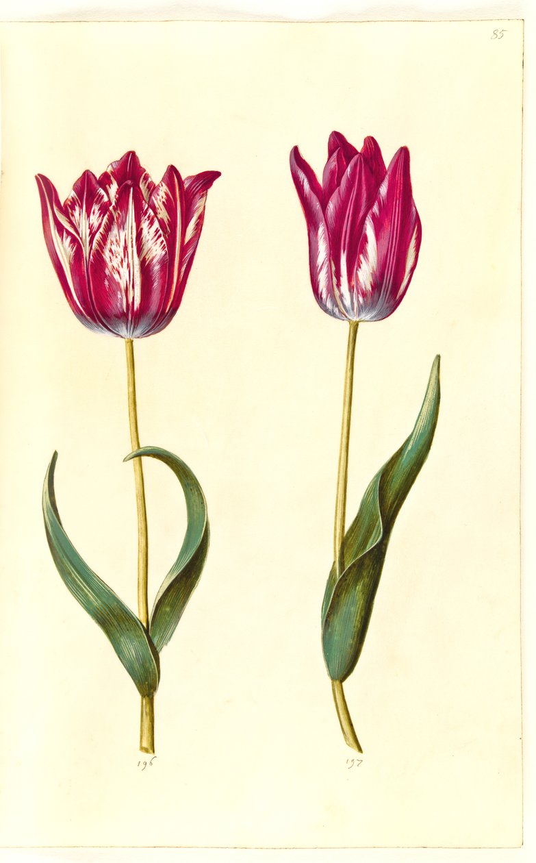 Tulipa gesneriana (have-tulipan) 作： ハンス・サイモン・ホルツベッカー