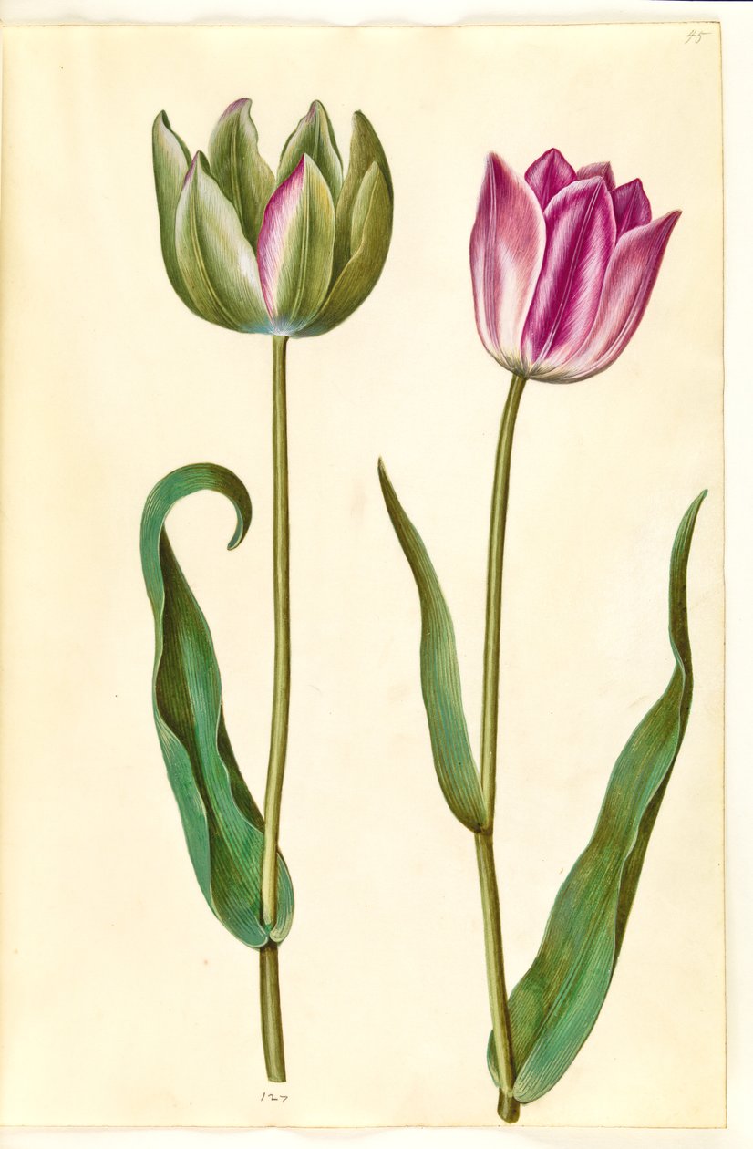 Tulipa gesneriana (have-tulipan) 作： ハンス・サイモン・ホルツベッカー