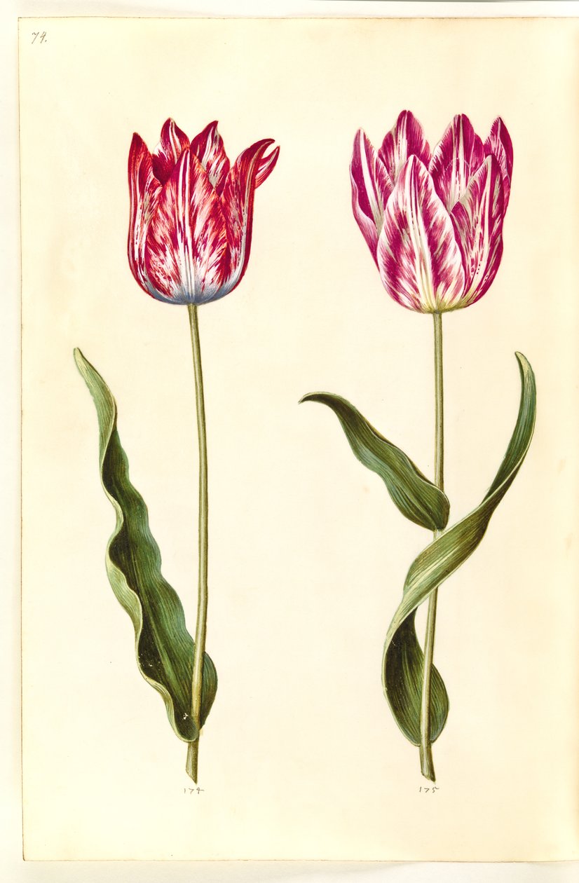 Tulipa gesneriana (have-tulipan) 作： ハンス・サイモン・ホルツベッカー