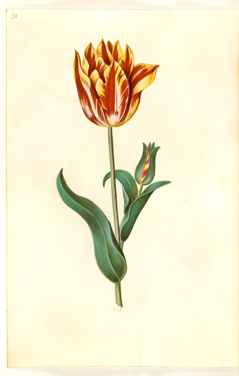 Tulipa gesneriana (have-tulipan) 作： ハンス・サイモン・ホルツベッカー