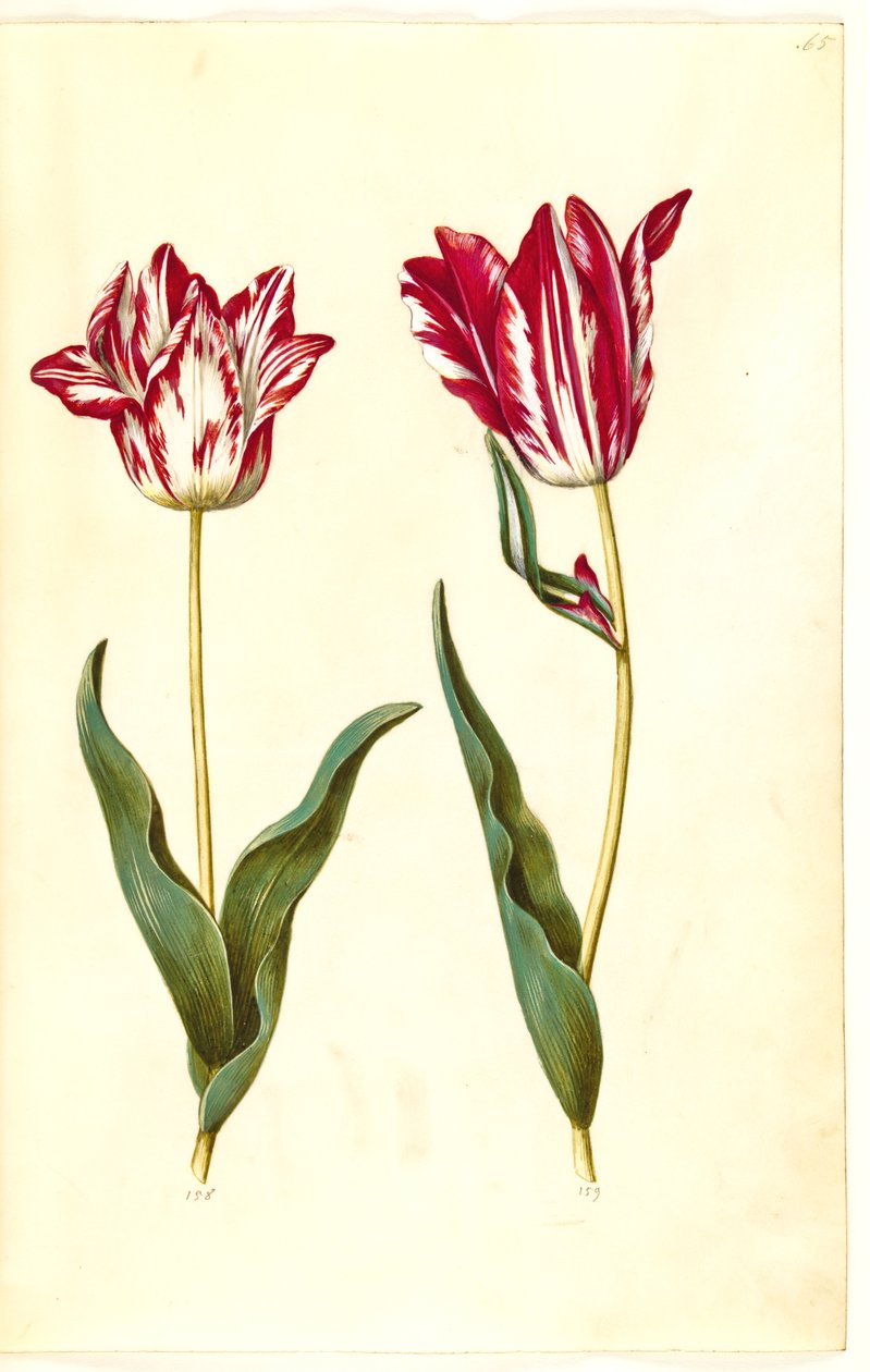 Tulipa gesneriana (have-tulipan) 作： ハンス・サイモン・ホルツベッカー