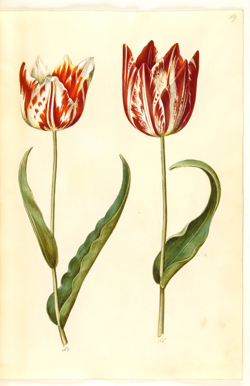 Tulipa gesneriana (have-tulipan) 作： ハンス・サイモン・ホルツベッカー