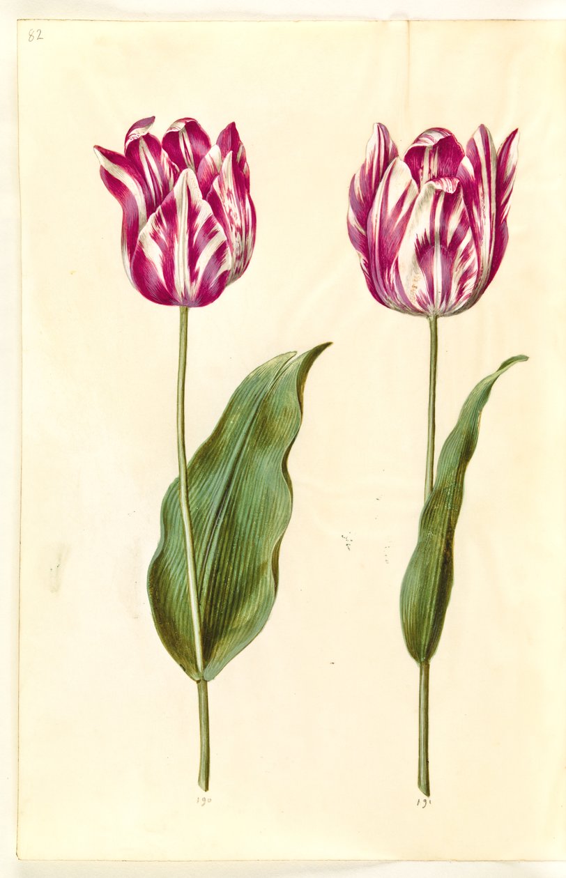 Tulipa gesneriana (have-tulipan) 作： ハンス・サイモン・ホルツベッカー