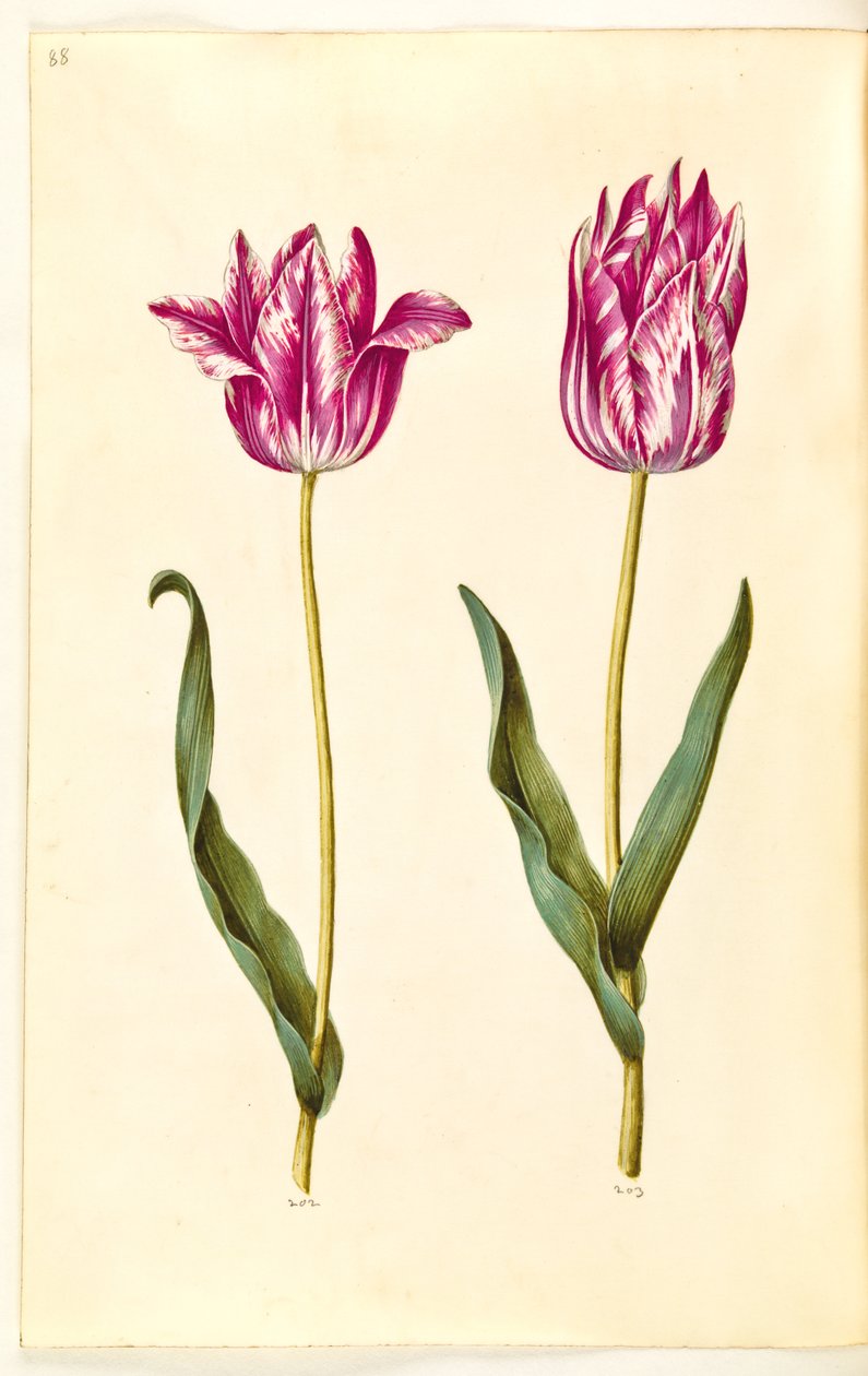 Tulipa gesneriana (have-tulipan) 作： ハンス・サイモン・ホルツベッカー