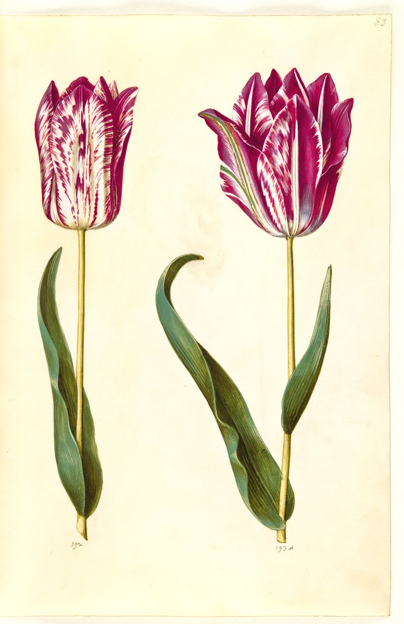 Tulipa gesneriana (have-tulipan) 作： ハンス・サイモン・ホルツベッカー