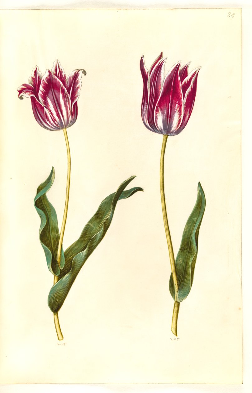 Tulipa gesneriana (have-tulipan) 作： ハンス・サイモン・ホルツベッカー