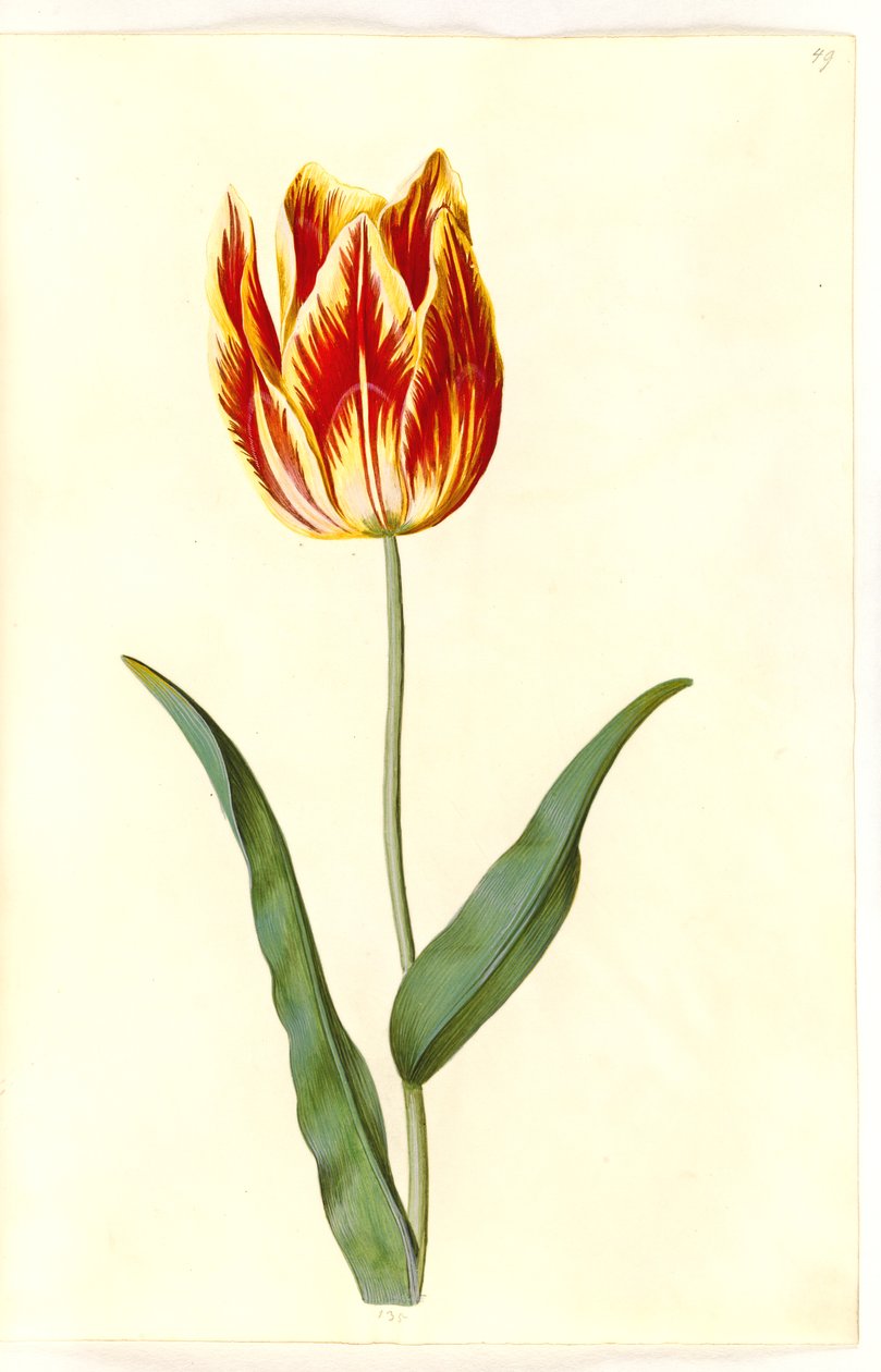 Tulipa gesneriana (have-tulipan) 作： ハンス・サイモン・ホルツベッカー