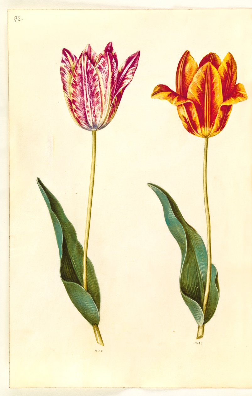 Tulipa gesneriana (have-tulipan) 作： ハンス・サイモン・ホルツベッカー