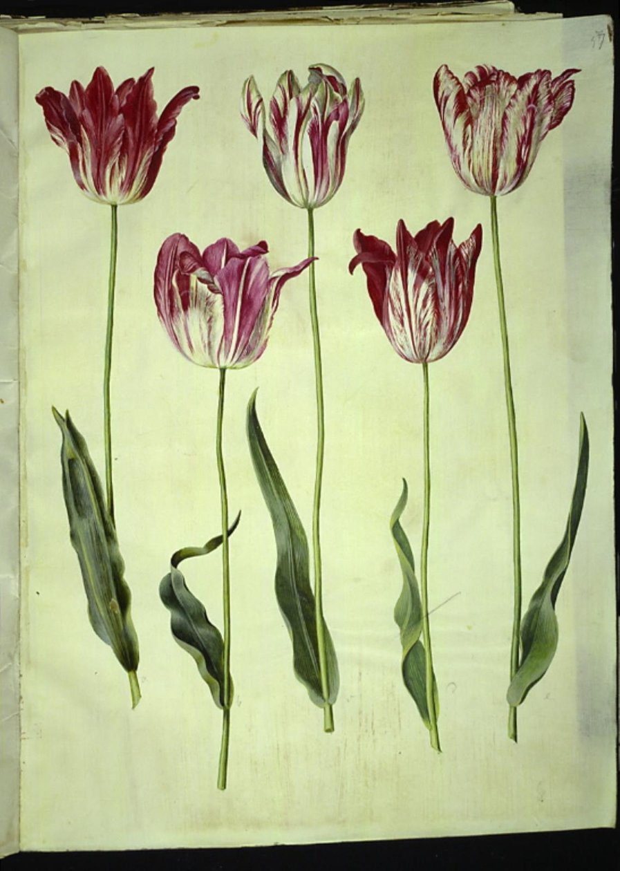 Tulipa gesneriana (have-tulipan) 作： ハンス・サイモン・ホルツベッカー