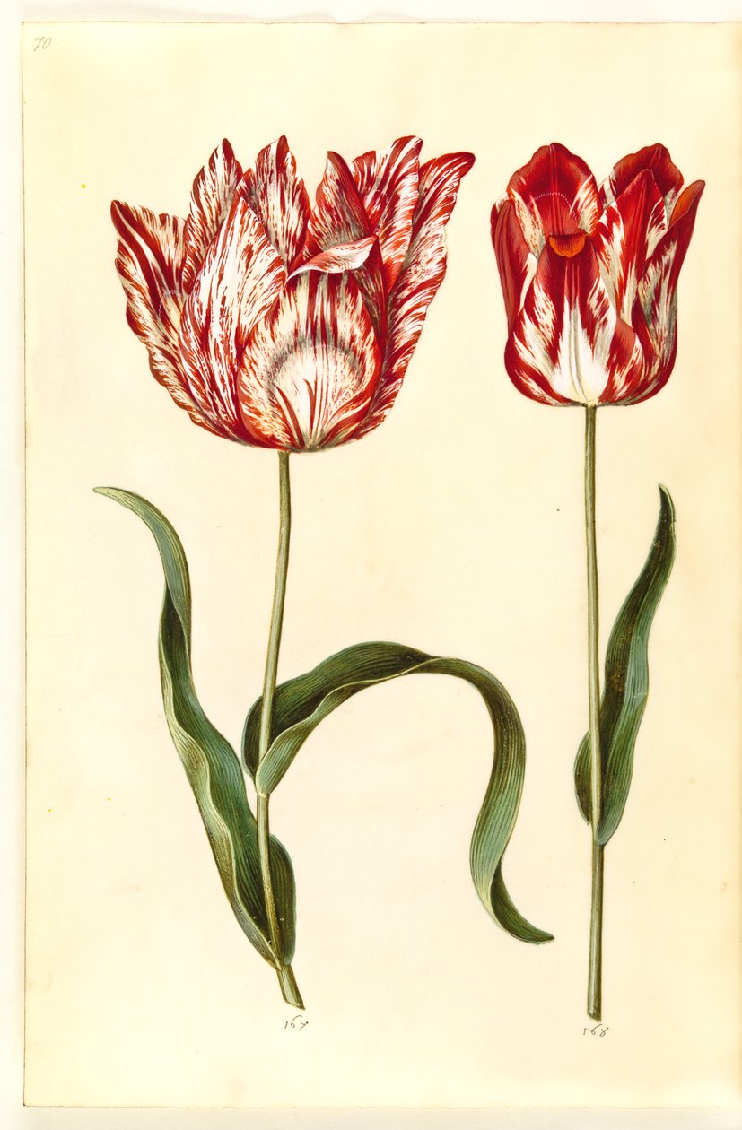 Tulipa gesneriana (have-tulipan) 作： ハンス・サイモン・ホルツベッカー