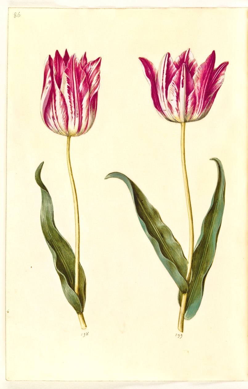 Tulipa gesneriana (have-tulipan) 作： ハンス・サイモン・ホルツベッカー