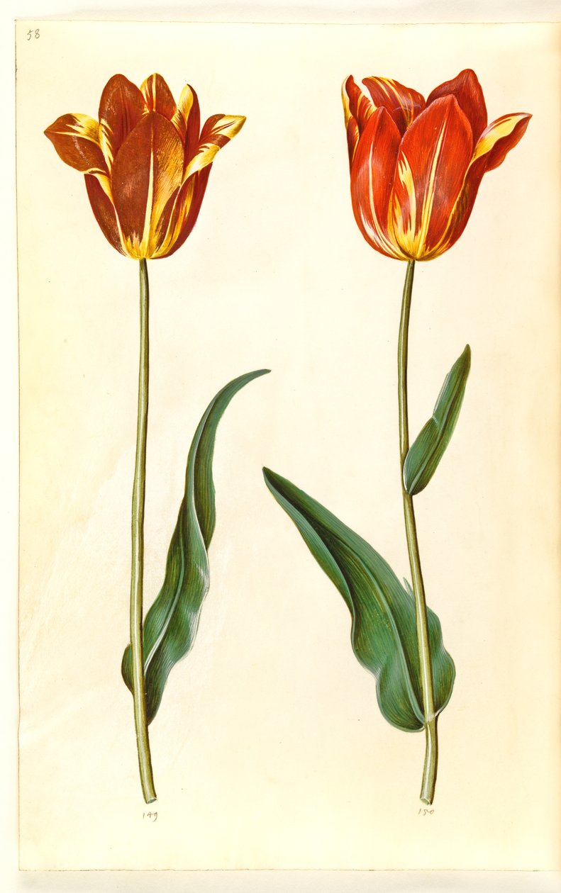 Tulipa gesneriana (have-tulipan) 作： ハンス・サイモン・ホルツベッカー