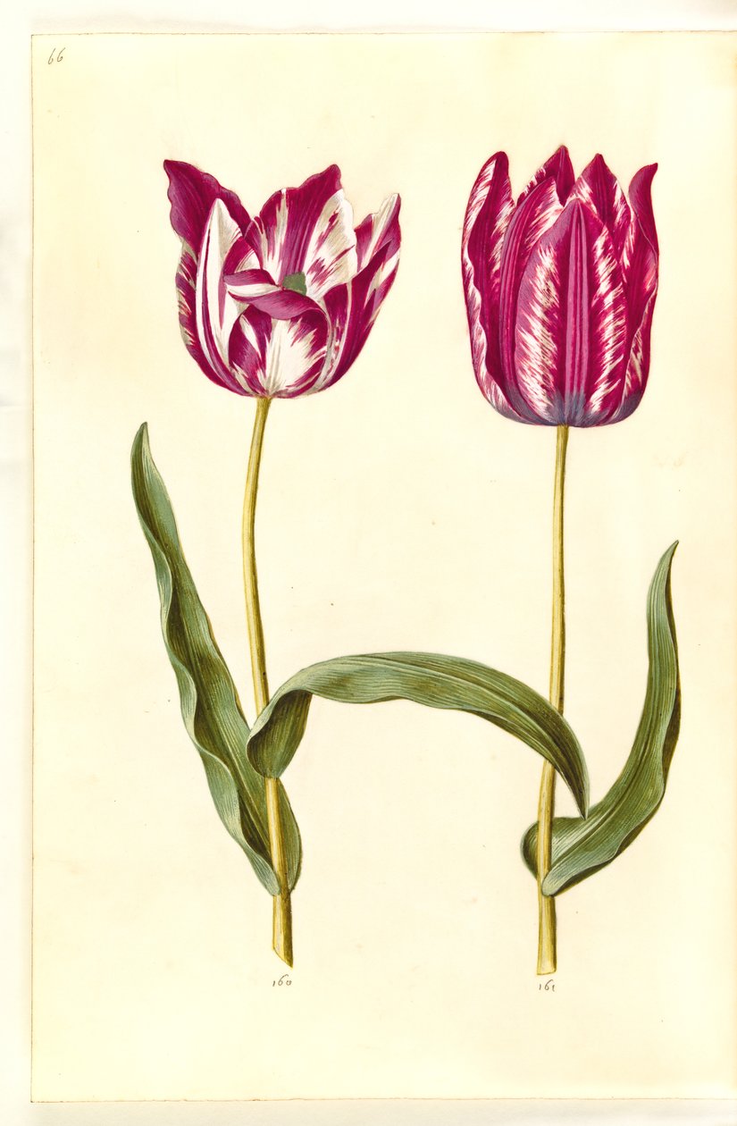 Tulipa gesneriana (have-tulipan) 作： ハンス・サイモン・ホルツベッカー