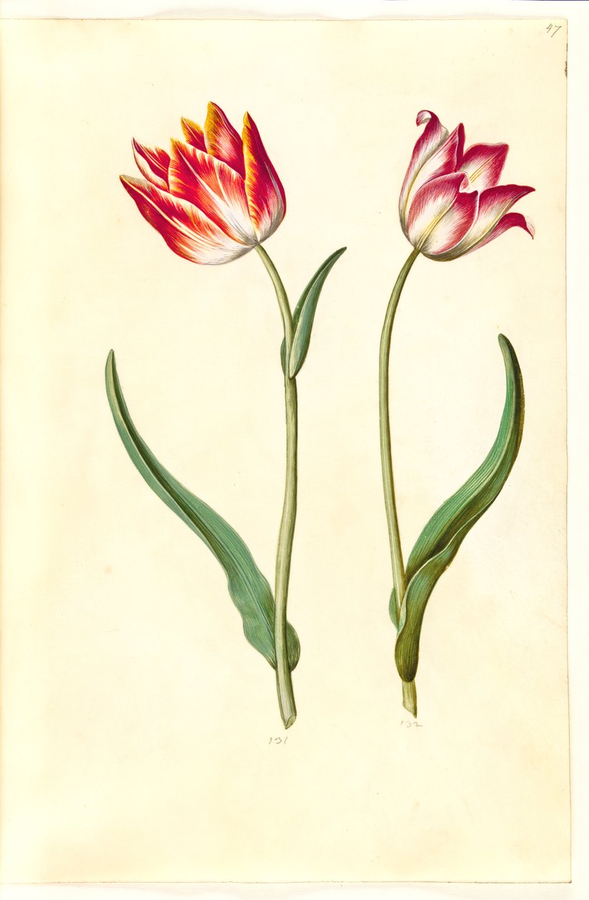 Tulipa gesneriana (have-tulipan) 作： ハンス・サイモン・ホルツベッカー