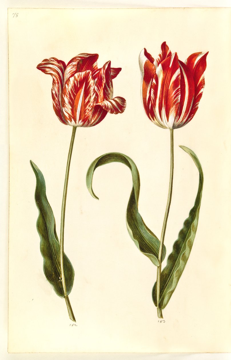 Tulipa gesneriana (have-tulipan) 作： ハンス・サイモン・ホルツベッカー