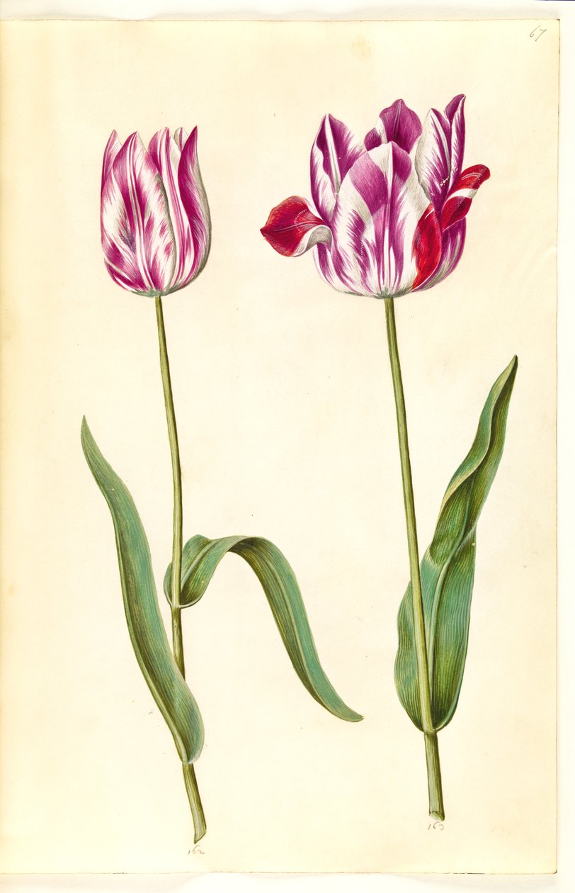 Tulipa gesneriana (have-tulipan) 作： ハンス・サイモン・ホルツベッカー