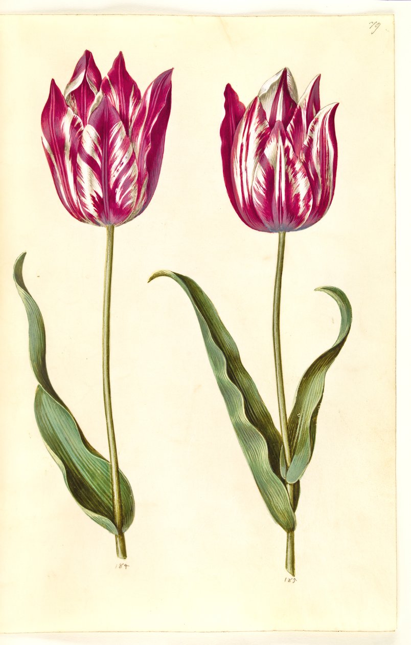 Tulipa gesneriana (have-tulipan) 作： ハンス・サイモン・ホルツベッカー