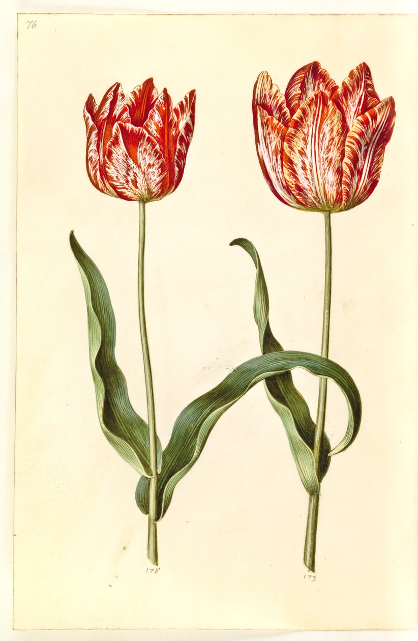 Tulipa gesneriana (have-tulipan) 作： ハンス・サイモン・ホルツベッカー