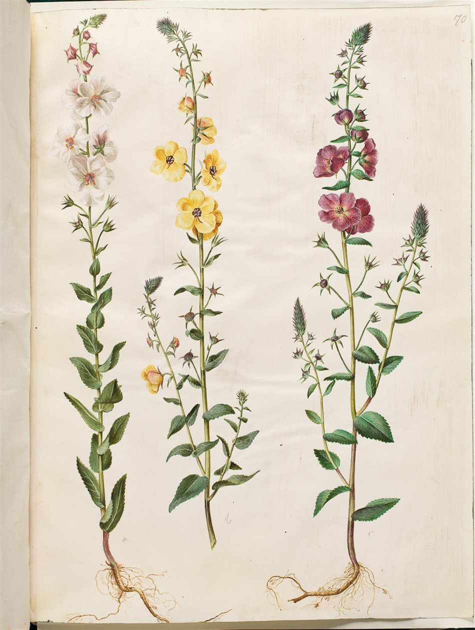 Verbascum blattaria (klase-kongelys); Phoenician verbascum (紫-congelys) 作： ハンス・サイモン・ホルツベッカー
