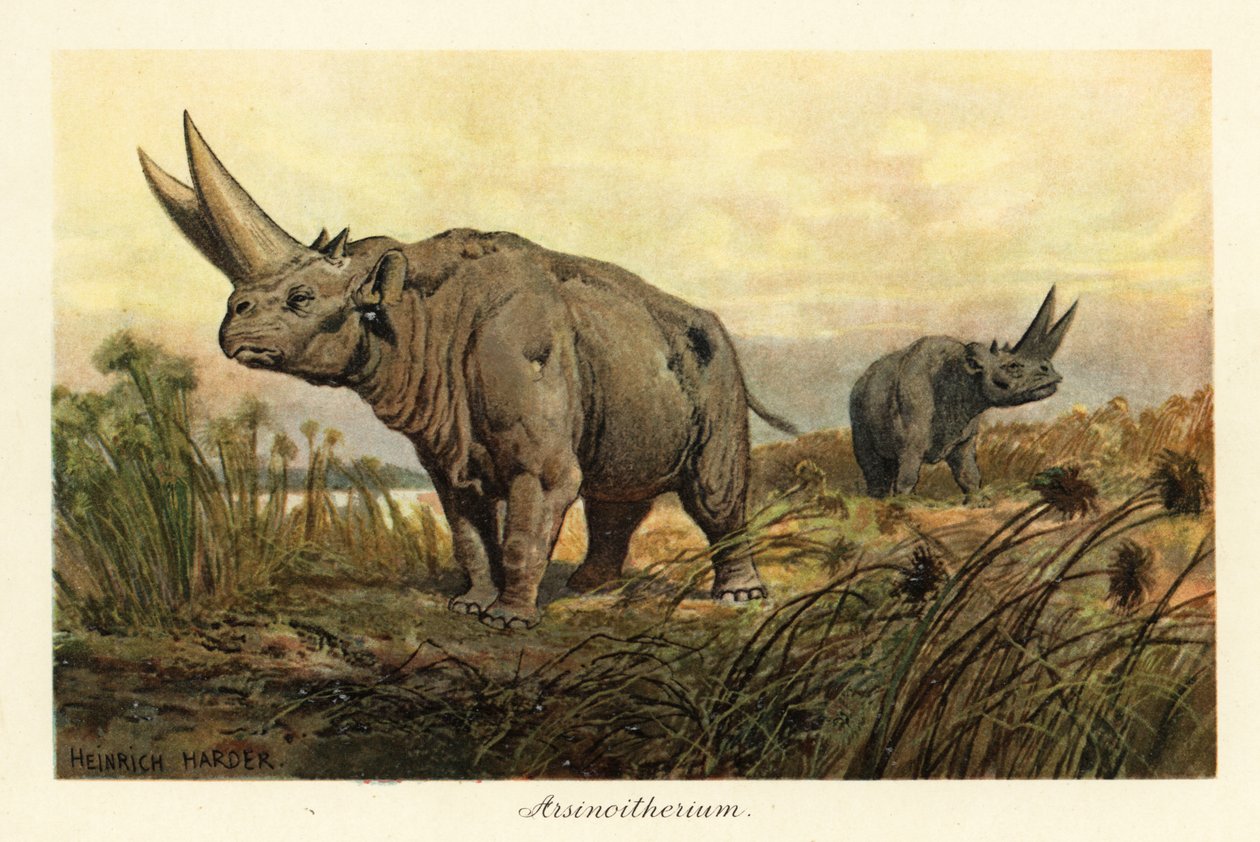 Arsinoitherium、絶滅したパエヌングラタ哺乳類の属、1908 年 (版画) 作： ヘンリーハーダー