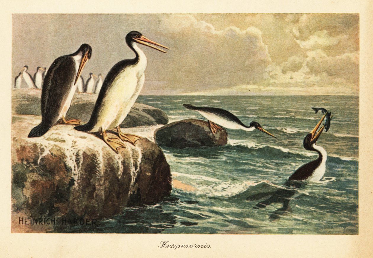 Hesperornis regalis、絶滅した飛べない鳥、白亜紀。 作： ヘンリーハーダー
