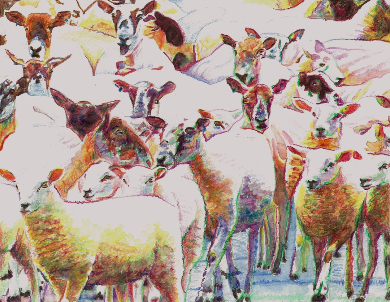 Flock、2011、（紙に色鉛筆） 作： ヘレンホワイト