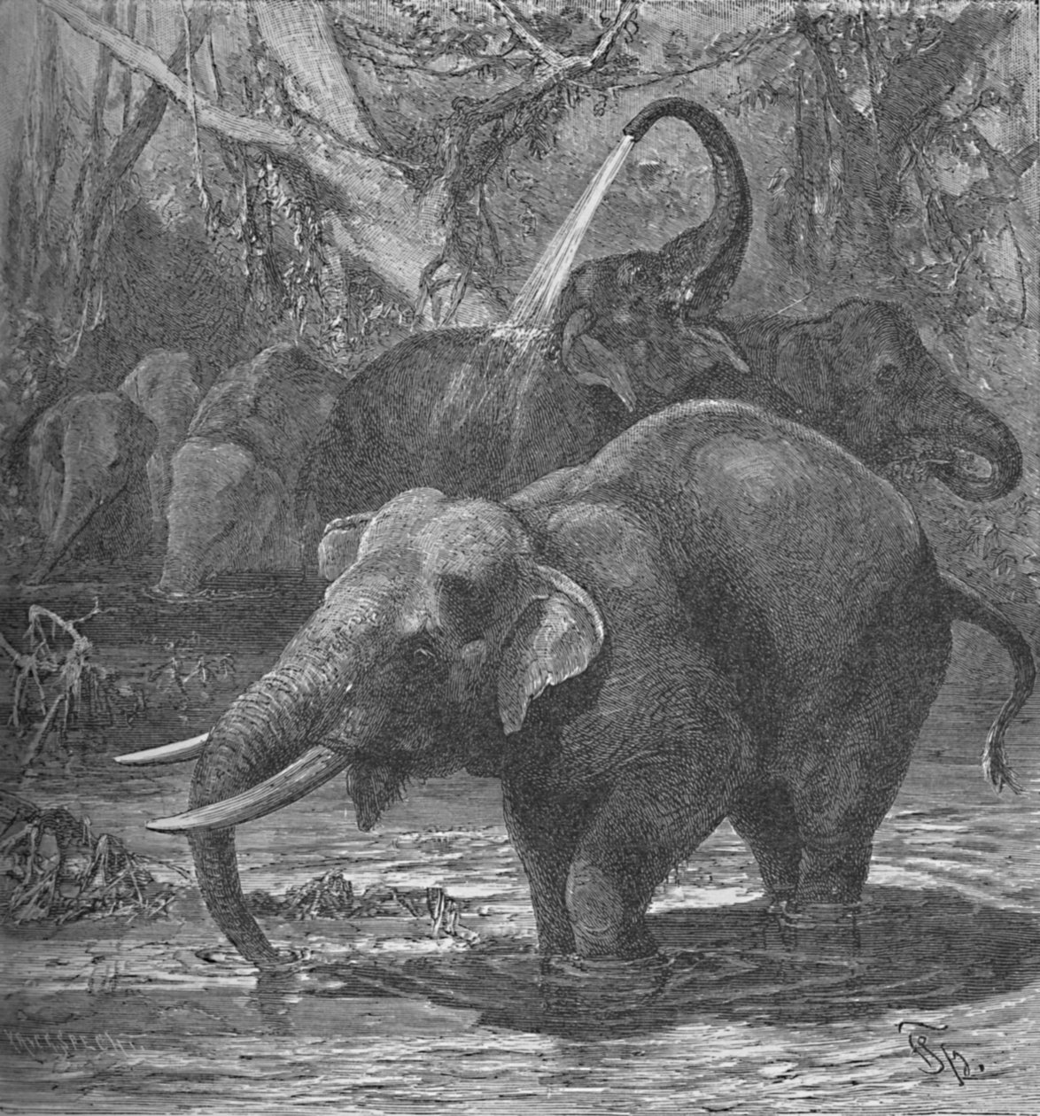 インド象の水浴び、c1900 作： ヘレナ・J・マグワイア