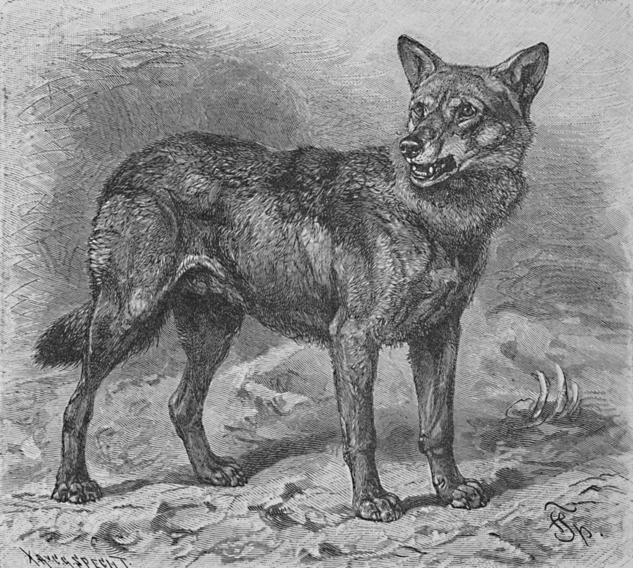 オオカミ、c1900 作： ヘレナ・J・マグワイア