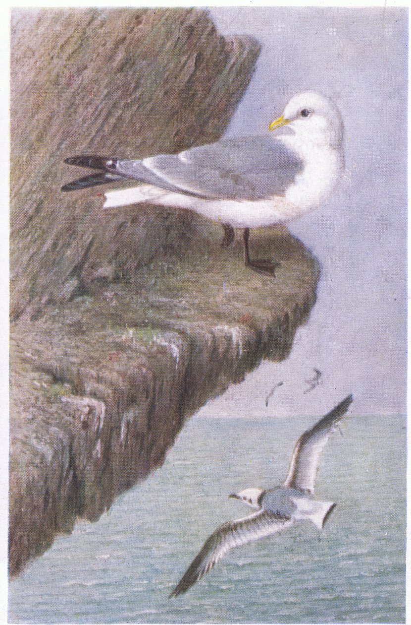 Kittiwake、ポストカード、1930年代 作： ヘンドリック・グロンボルド
