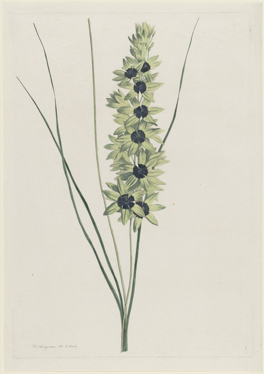 アフリカーンス アイリス (Ixia maculata verdi) 作： ヘンリック・シュウェグマン