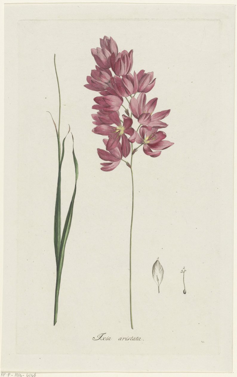イクシア・パテンスの祖父 Ixia aristata (オブジェクトのタイトル) 作： ヘンリック・シュウェグマン