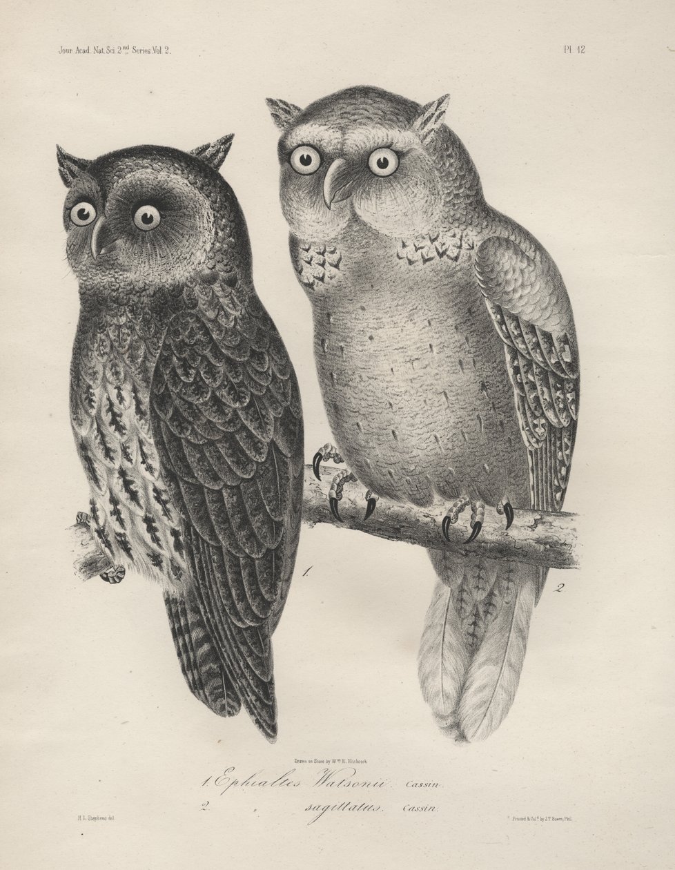 1. Ephialtes Watsonii、2。（Ephialtes）Sagittatus、JT Bowenによるlitho、1850 作： ヘンリー・ルイス・スティーブンス