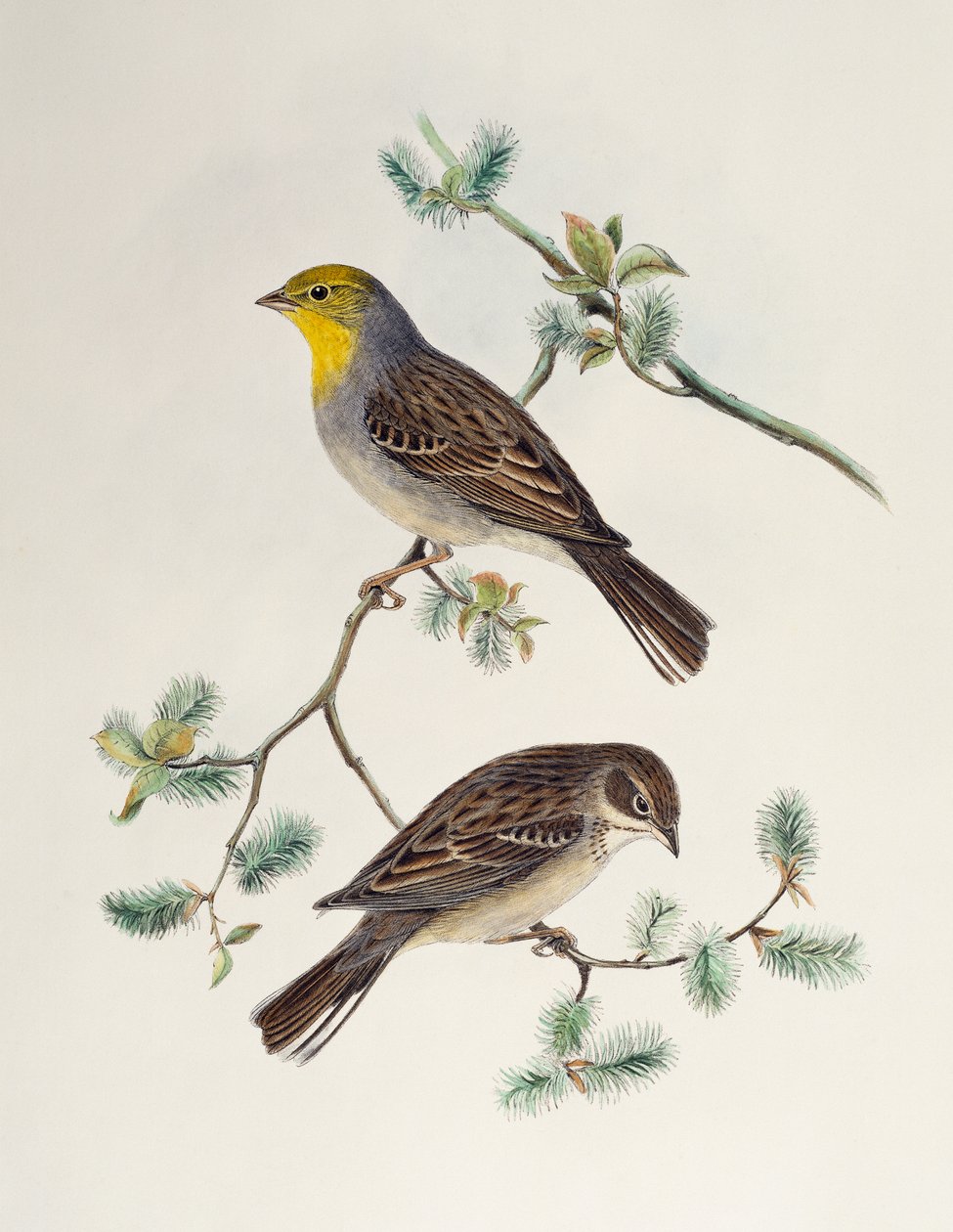 Emberiza cinerea、「アジアの鳥」より 作： ヘンリー・コンスタンティン・リヒター