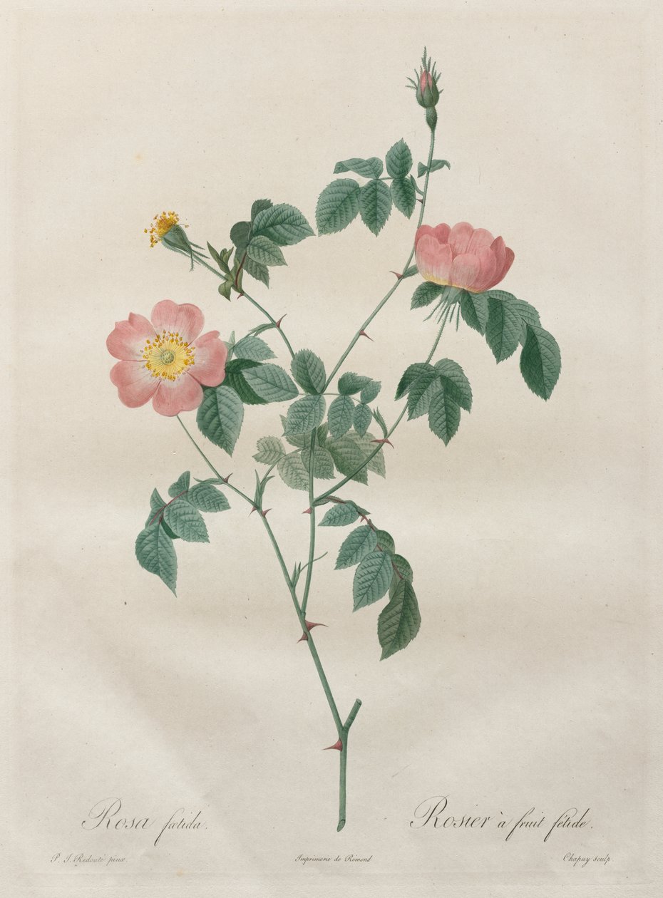 Les Roses:  Rosa indica   1305072   ja       japanese Successfully Translated  Original: A Mountainous Landscape with a Stream Translat: A Mountainous Landscape with a Stream 1295966 ja japanese Successfully Translated Original: Momies Egyptiennes (Egyptia 作： Henry Joseph Redoute