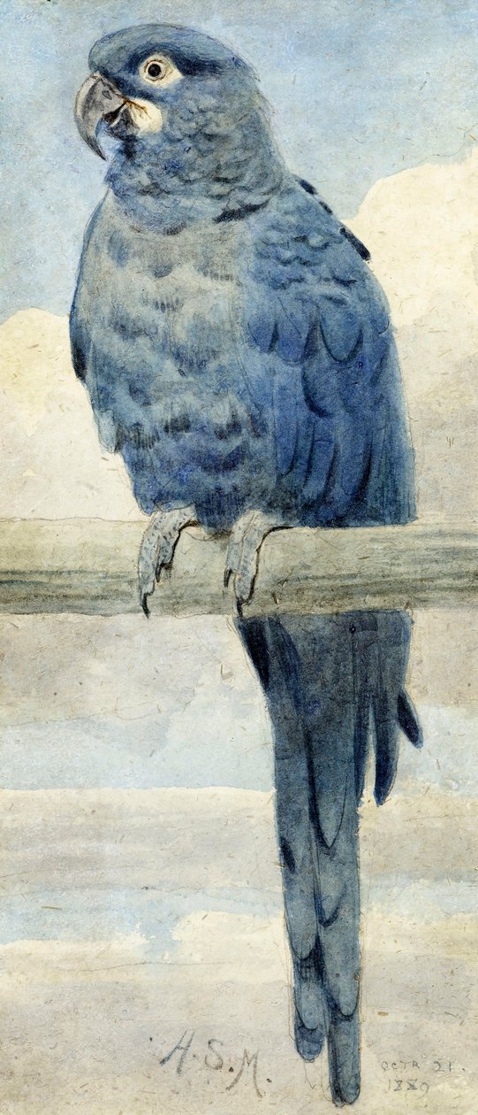 ヒヤシンスコンゴウインコ、1889年 作： ヘンリー・ステイシー・マークス