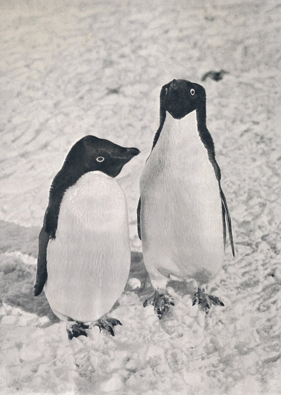 アデリーペンギンのペア、1911年、1913年 作： ハーバート・ポンティング