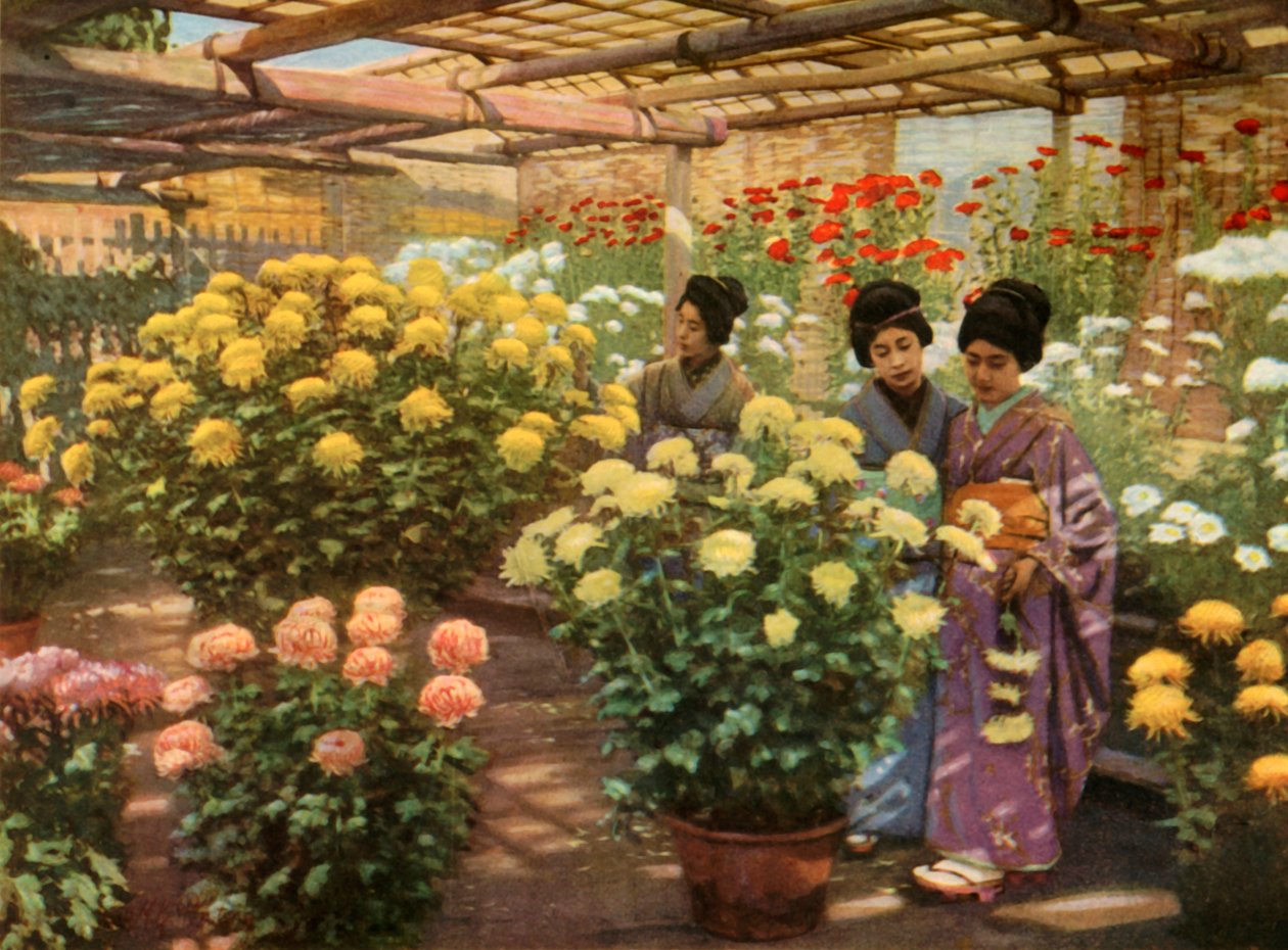 菊ショー、1910年。 作： ハーバート・ポンティング