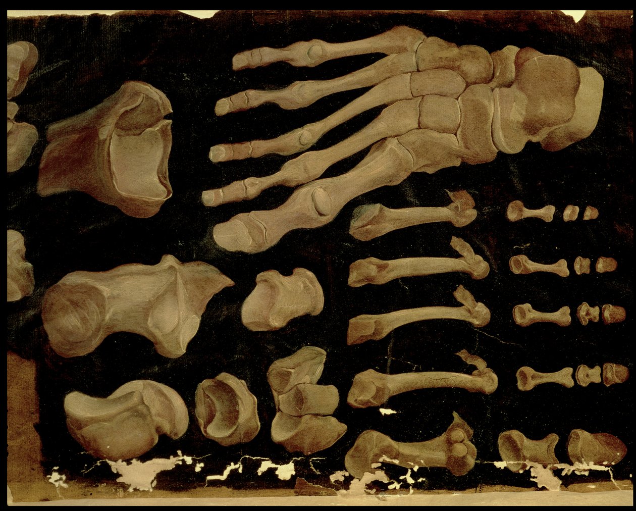 足の骨の解剖図 作： AquapendenteのHieronymus Fabricius