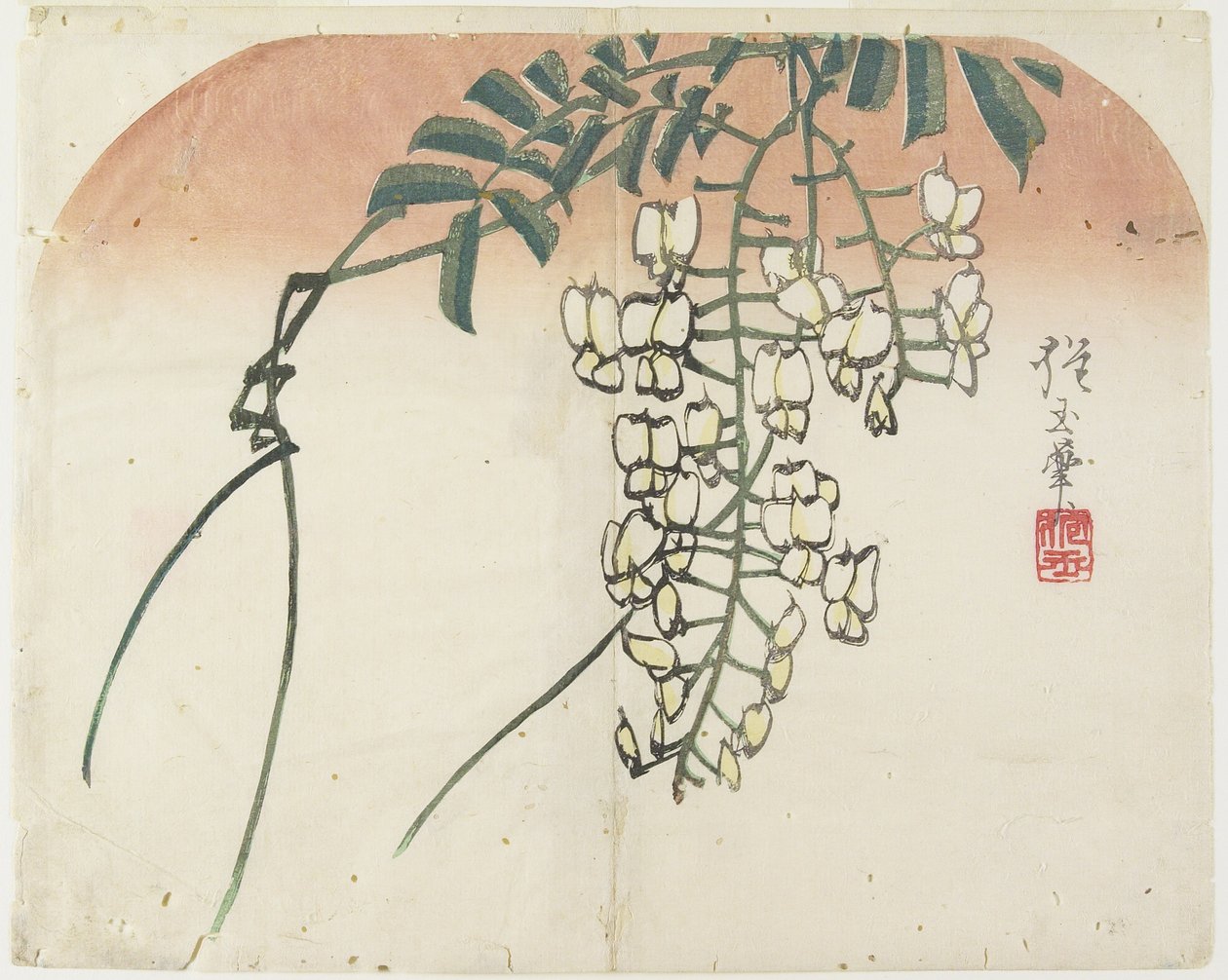 （白藤）、c。 1830 作： 奉行