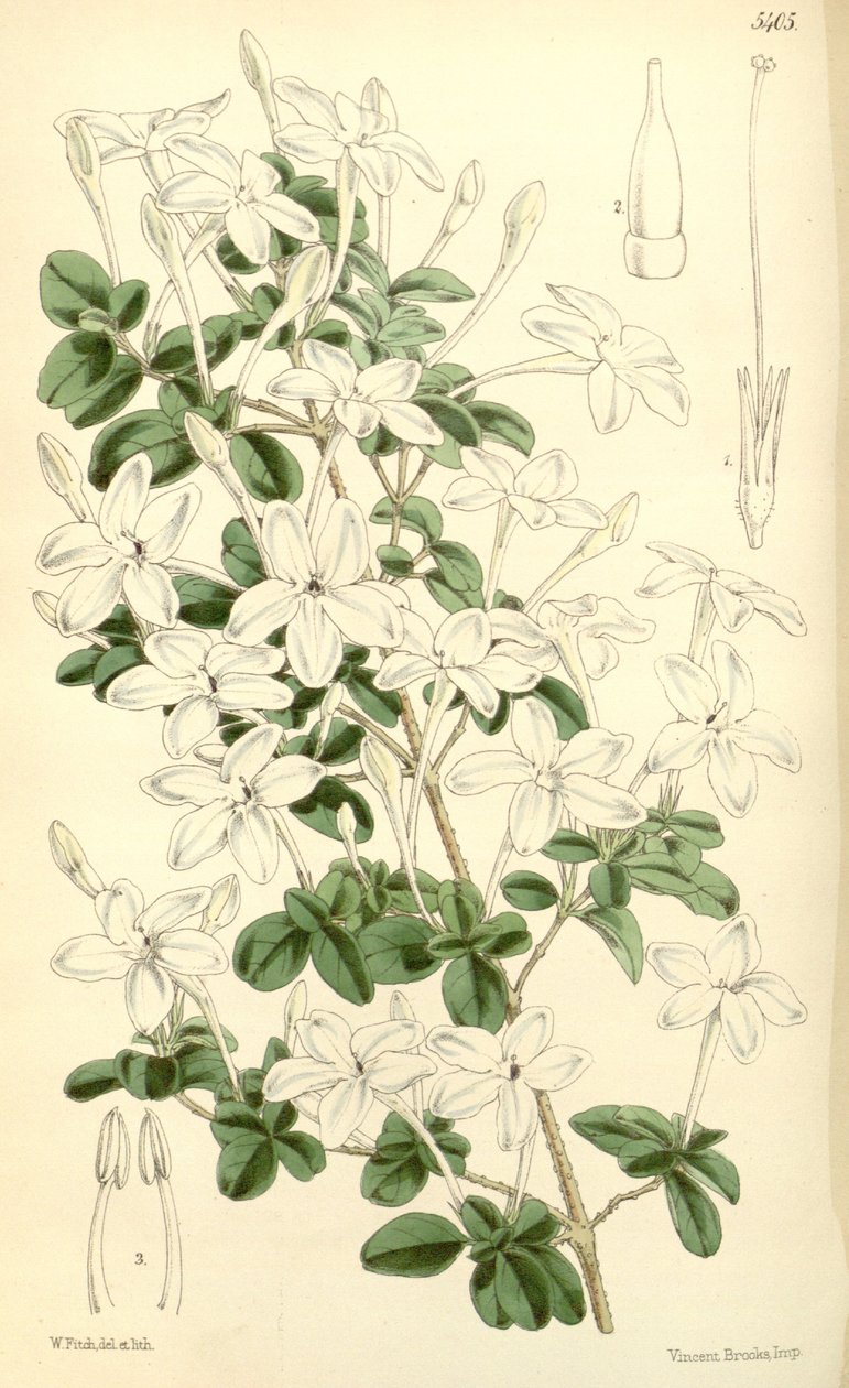 Pseuderanthemum tuberculatum 作： フッカーf。