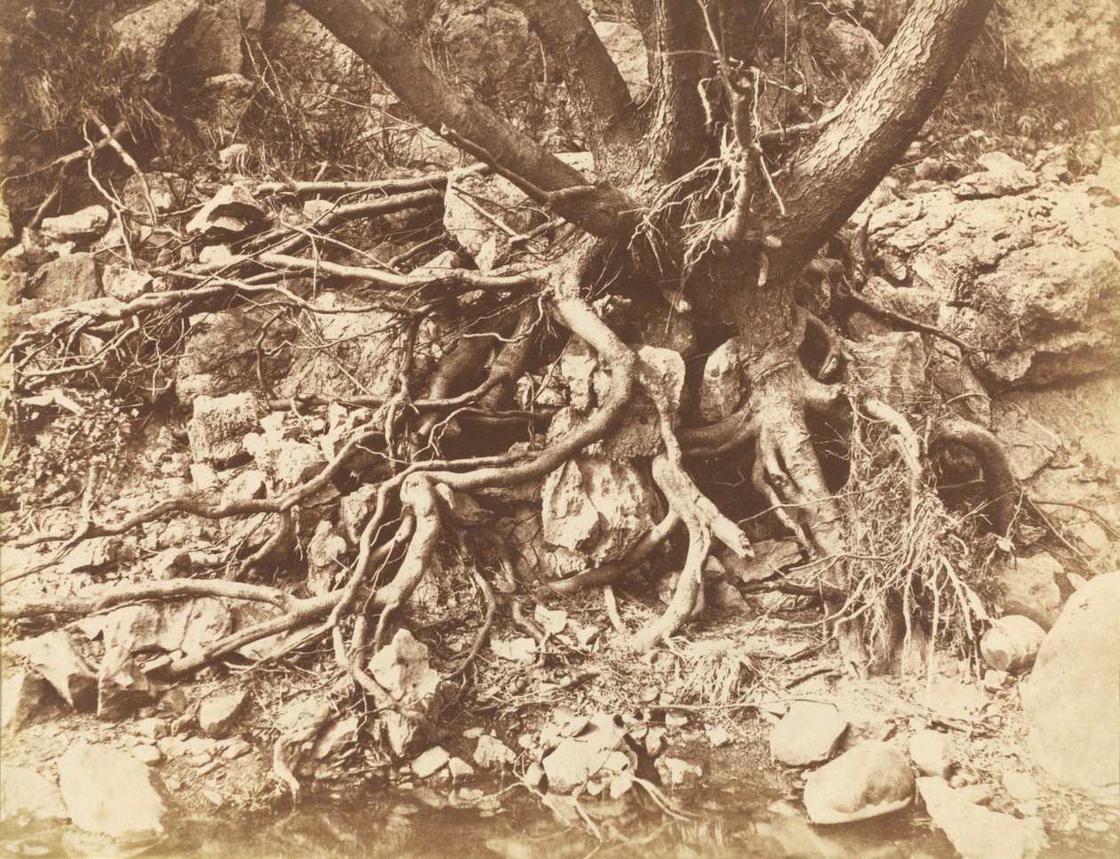 根の絡まった木」1853年（写真） 作： ヒュー・オーウェン